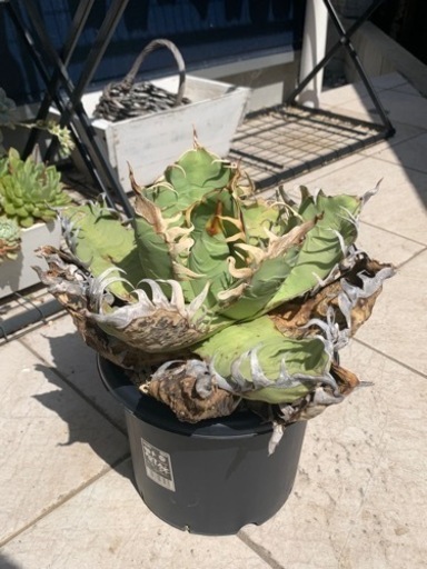 アガベ　オアハカ　オテロイ　現地球　チタノタ