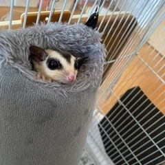 モモンガ