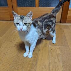 ゴロゴロのマーブルキィちゃん
