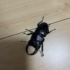 オオクワガタ　オスのみ