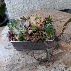 多肉植物とセダムの寄植え