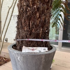 ディクソニア 極太 引き取り限定