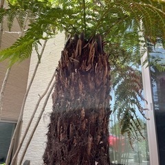 ディクソニア　引き取り限定 ディクソニア 極太 引き取り限定