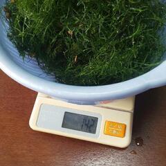無農薬☆水草☆ウィローモス  130g