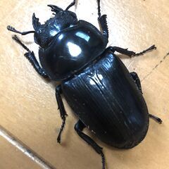 オオクワガタ新成虫♀4頭　麗虎血統（京都亀岡産）