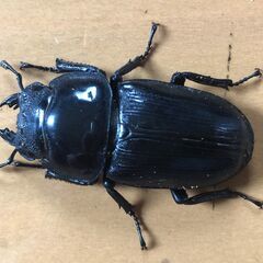 オオクワガタ新成虫♀4頭　麗虎血統（京都亀岡産）の画像