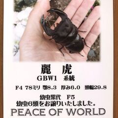 オオクワガタ新成虫♀4頭　麗虎血統（京都亀岡産）の画像