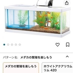 水槽 テトラ メダカの繁殖を楽しもう
