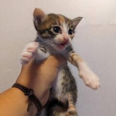 里親さん募集 保護猫活動をし猫の里親さんへの道渡しをしています。