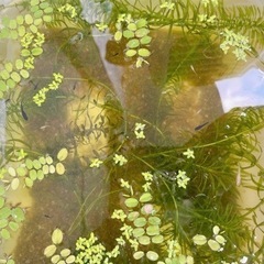 オロチ メダカ 稚魚