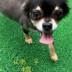 里親さん募集🐶