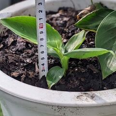 ◆ モンキーバナナ ◆　子株の画像