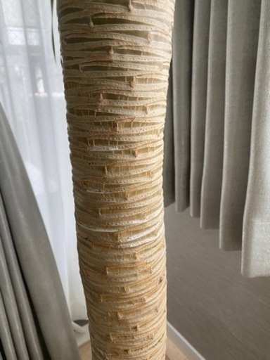 【観葉植物】ドラセナカンボジアーナ