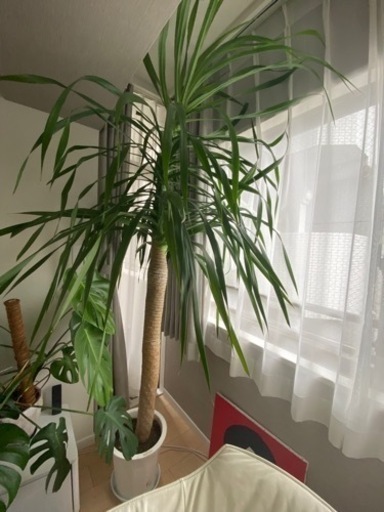 【観葉植物】ドラセナカンボジアーナ