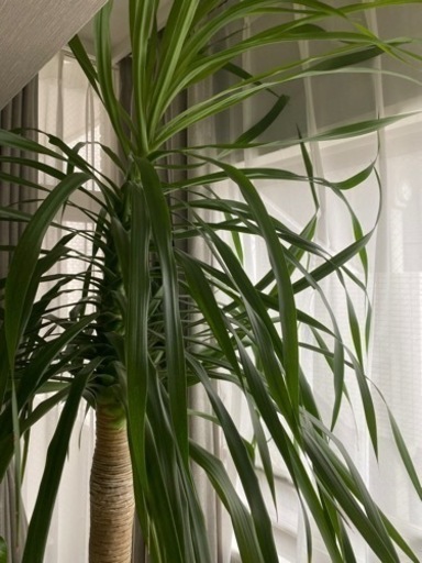 【観葉植物】ドラセナカンボジアーナ