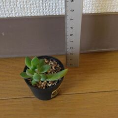 多肉植物14(全24個)　黄麗・小(月の王子)