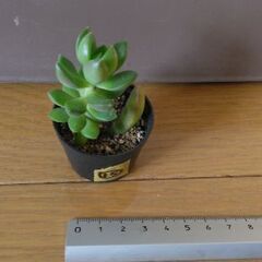 多肉植物15(全24個)　黄麗・小(月の王子)