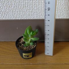 多肉植物16(全24個)　黄麗・小(月の王子)
