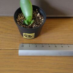 多肉植物17(全24個)　黄麗・小(月の王子)