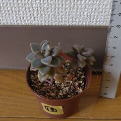 多肉植物18(全24個)　ブロンズ姫(小)