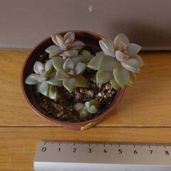 多肉植物19(全24個)　ブロンズ姫(小)