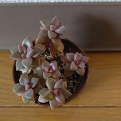 多肉植物20(全24個)　ブロンズ姫(小)の画像