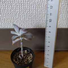 多肉植物22(全24個)　パープルディライト(小)