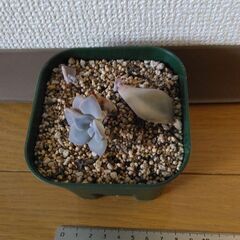 多肉植物24(全24個)　パープルディライト(小)