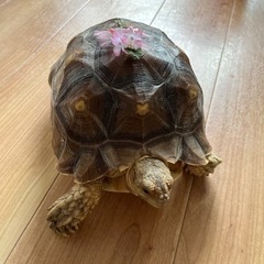 ケヅメリクガメ