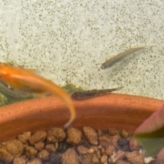 公園の池で採れたハゼみたいな魚　ヨシノボリ？の画像