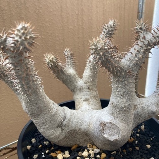 塊根　塊根植物　デンシフローラム値下げしました。