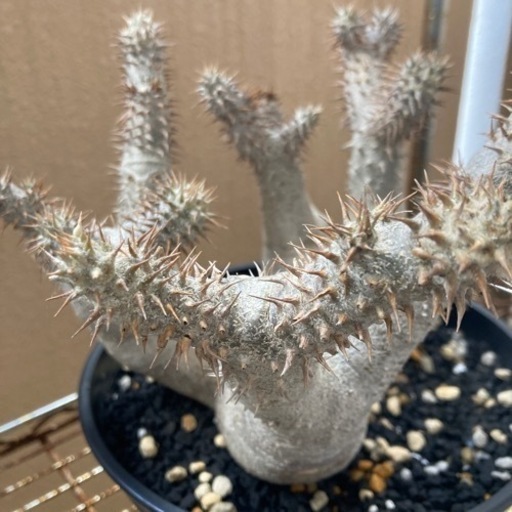 塊根　塊根植物　デンシフローラム値下げしました。