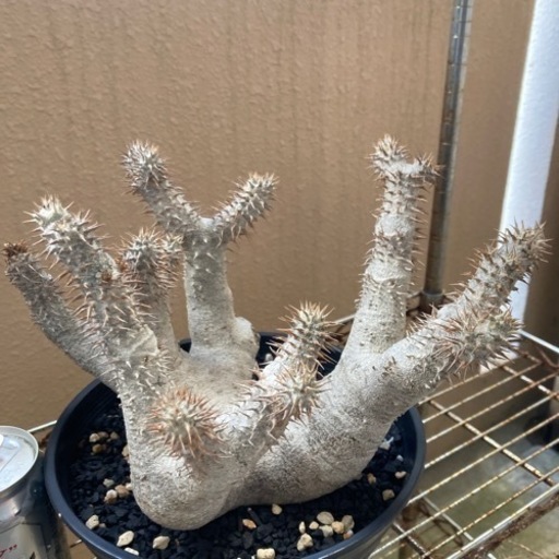 塊根　塊根植物　デンシフローラム値下げしました。
