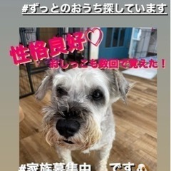 甘えん坊でかしこい子 ミニチュアシュナウザー オス