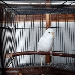 セキセイインコ5歳女の子