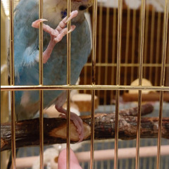 【募集】セキセイインコ(レインボー)
