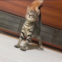 生後3ヶ月くらいの子猫ちゃん　女の子　元気でとっても可愛いです♪...