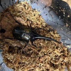 ヘラクレスオオカブト♂♀ペア