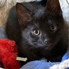 うた⭐︎元気印のおんなのこ☆*:.｡. o姉妹募集