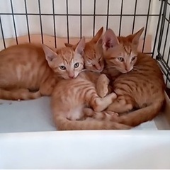 茶トラ🐱子猫里親募集！