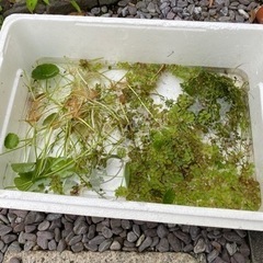水草