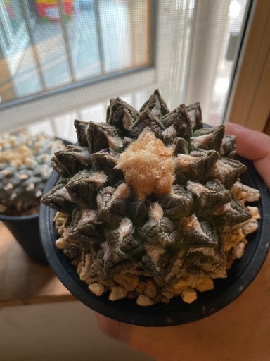 アリオカルプス　亀甲牡丹　古木