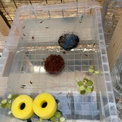 メダカすくい　卵、稚魚販売