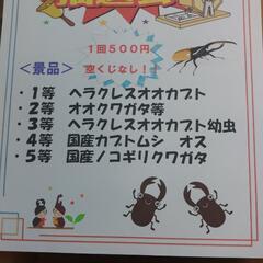 第３回　カブトムシ　クワガタ祭り