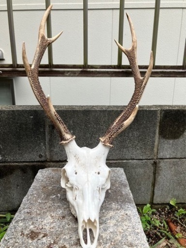 話し中　鹿の頭蓋骨