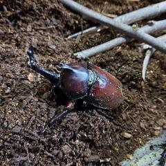 カブトムシ　オスのみです。の画像