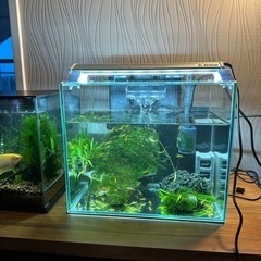 水槽　ガラス　イエローチェリーシュリンプ　石飾り　ライト　フィル...