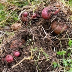 【平塚・伊勢原】自然農法シェア会・大豆種まき＆じゃがいも収穫 - 平塚市