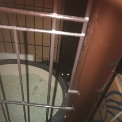 野良猫 - 猫