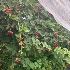 ブラックベリーの画像